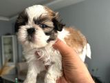 Shih Tzu Yavrular