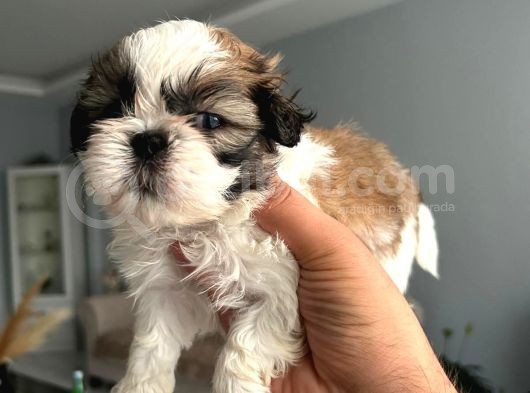 Shih Tzu Yavrular görsel