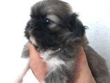 Maltese Terrier Yavrular