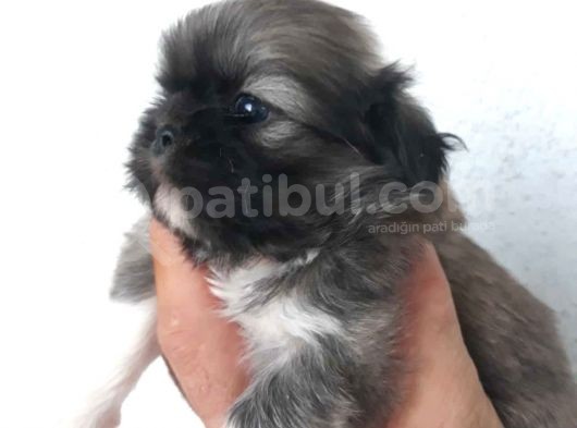 Maltese Terrier Yavrular görsel