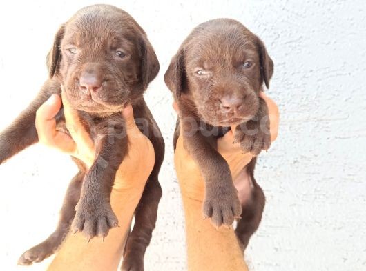 Labrador Yavruları
