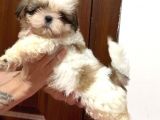 Shih tzu yavrular