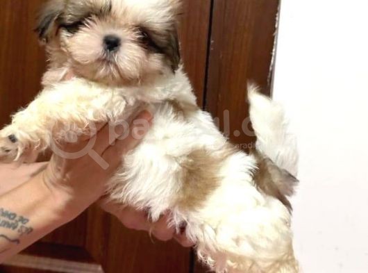 Shih Tzu Yavrular