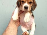 Elizabeth Beagle