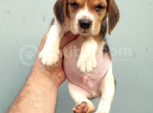 Elizabeth Beagle