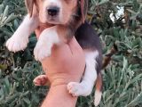 Elizabeth Beagle