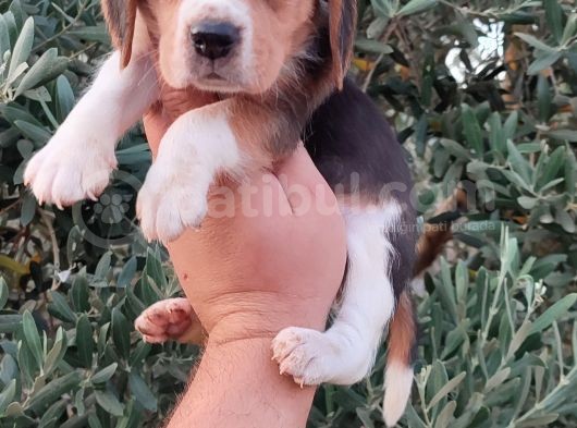 Elizabeth Beagle görsel