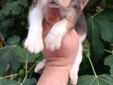 Elizabeth Beagle