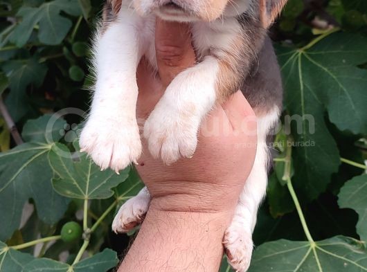 Elizabeth Beagle görsel