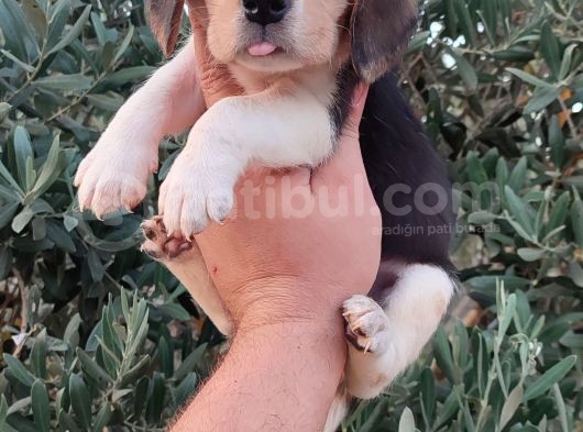 Elizabeth Beagle görsel