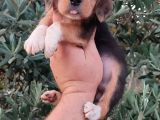 Elizabeth Beagle