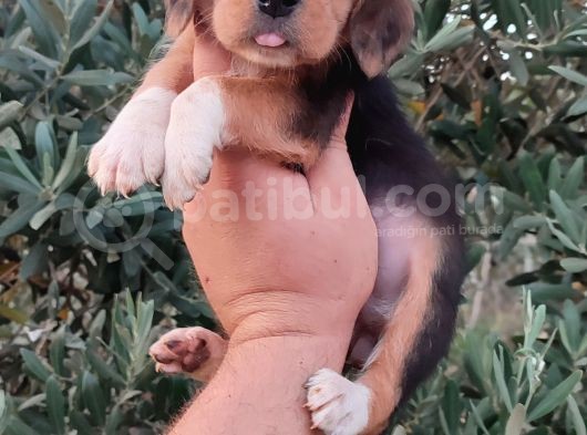 Elizabeth Beagle görsel