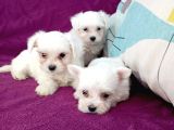 Maltese Terrier Yavrular