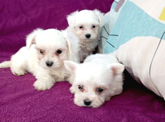 Maltese Terrier Yavrular