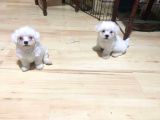 Maltese Terrier Yavrular