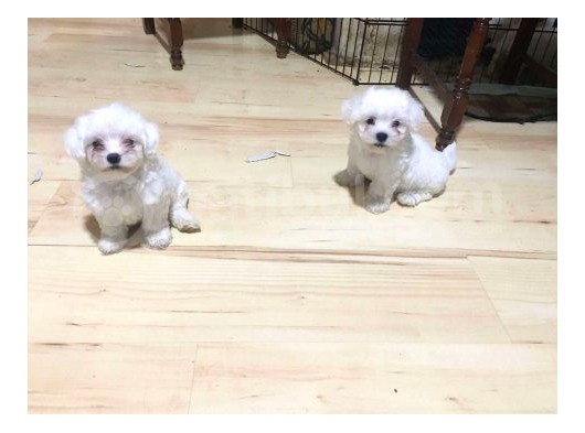 Maltese Terrier Yavrular görsel