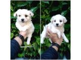 Maltese Terrier Yavrular