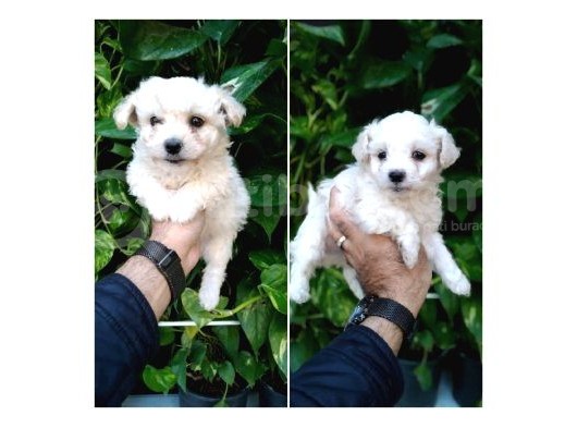 Maltese Terrier Yavrular görsel