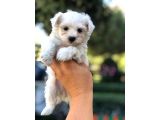 Maltese Terrier Yavrular