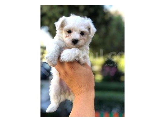 Maltese Terrier Yavrular görsel