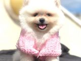 Mi̇ni̇ Boy Teacup Di̇şi̇ Pomerani̇an Boo