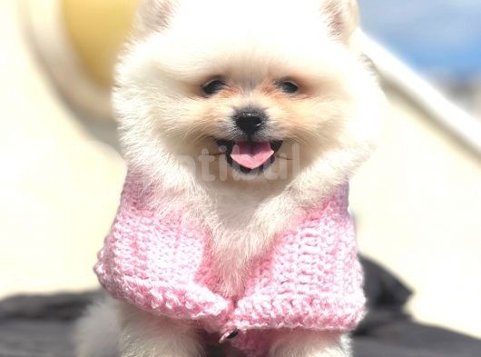 Mi̇ni̇ Boy Teacup Di̇şi̇ Pomerani̇an Boo görsel