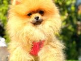 ORANGE DİŞİ POMERANİAN BOO