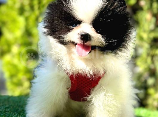 Party Colour Di̇şi̇ Pomerani̇an Boo görsel
