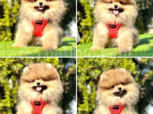 Süper Pomerani̇an Boo Bebekler görsel