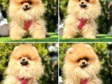 SÜPER POMERANİAN BOO BEBEKLER