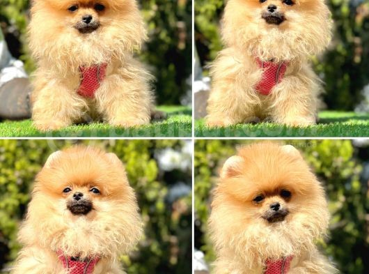 Süper Pomerani̇an Boo Bebekler
