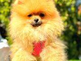 Orange Di̇şi̇ Pomerani̇an Boo