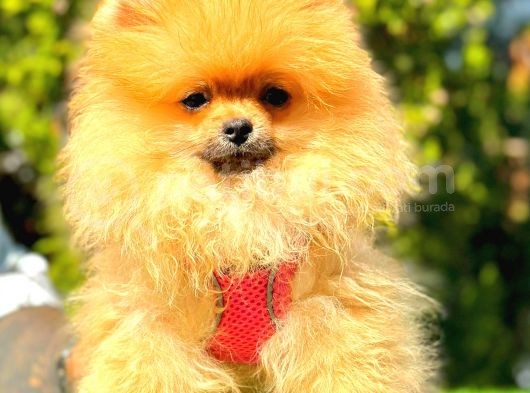 Orange Di̇şi̇ Pomerani̇an Boo görsel