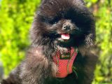 Si̇yah Di̇şi̇ Pomerani̇an Boo