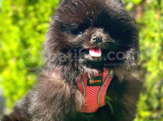 Si̇yah Di̇şi̇ Pomerani̇an Boo görsel