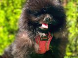 Si̇yah Di̇şi̇ Pomerani̇an Boo