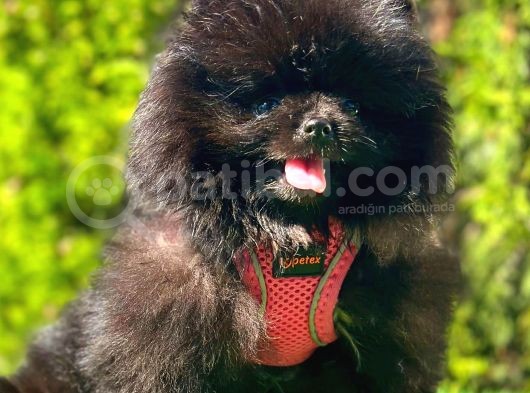 Si̇yah Di̇şi̇ Pomerani̇an Boo görsel
