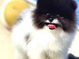 Üst Düzey Erkek Pomerani̇an Boo