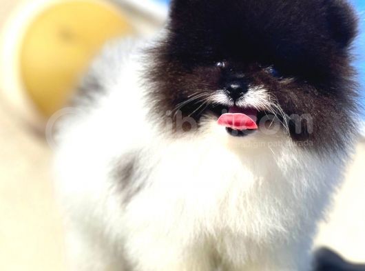 Üst Düzey Erkek Pomerani̇an Boo görsel