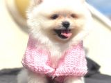 Mi̇ni̇ Boy Teacup Di̇şi̇ Pomerani̇an Boo