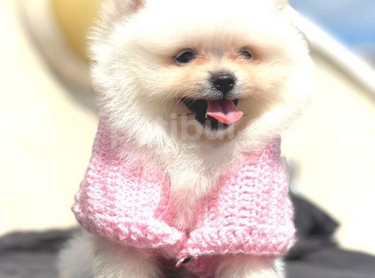 Mi̇ni̇ Boy Teacup Di̇şi̇ Pomerani̇an Boo görsel