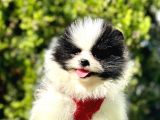 Party Colour Di̇şi̇ Pomerani̇an Boo