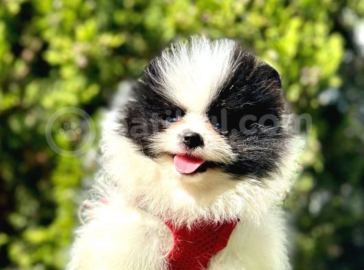 Party Colour Di̇şi̇ Pomerani̇an Boo görsel