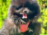 Si̇yah Di̇şi̇ Pomerani̇an Boo