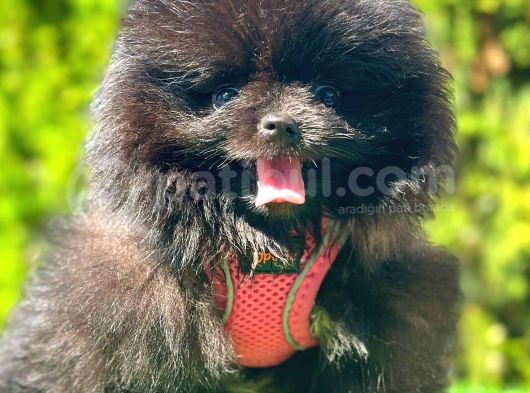 Si̇yah Di̇şi̇ Pomerani̇an Boo görsel