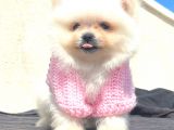 Mi̇ni̇ Boy Teacup Di̇şi̇ Pomerani̇an Boo