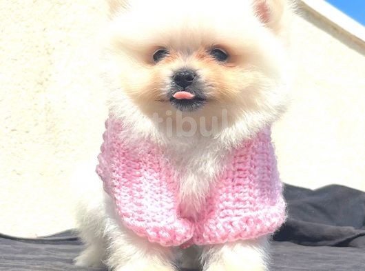Mi̇ni̇ Boy Teacup Di̇şi̇ Pomerani̇an Boo görsel