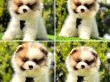 Süper Pomerani̇an Boo Bebekler