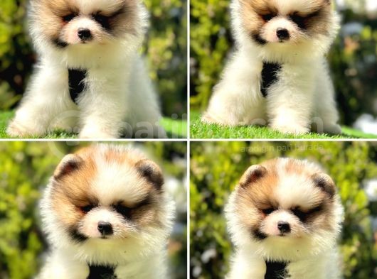 Süper Pomerani̇an Boo Bebekler görsel