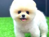 AYI SURAT DİŞİ POMERANİAN BOO